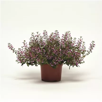 CUP Pink Shimmer 422600.jpg