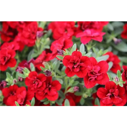 CAL_Calita® Double_Red_411412_51_IMG_8493.JPG