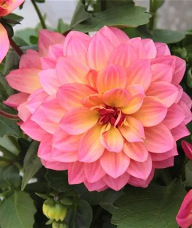 Dahlia x hortensis