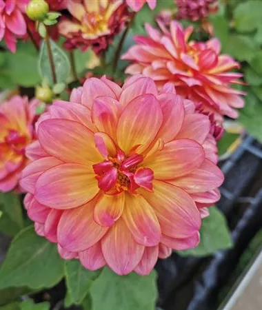Dahlia x hortensis