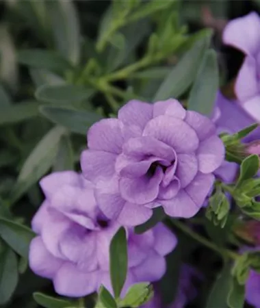Calibrachoa cultivars