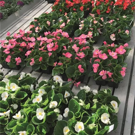 BEG Superstar Mix 407540 C2502184.jpg