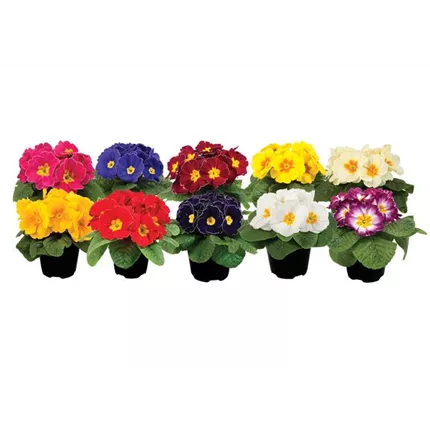 PRI XL_Acaulis_Late-MIX-scaled 472570.jpg