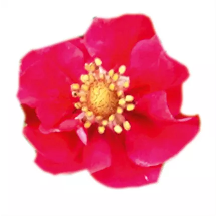 FRA_SummerBreezeRoseF1_560620 (2).jpg