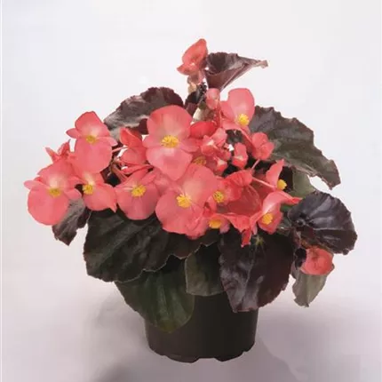 BEG Big Pink with bronze leaf 406397 C4015182.jpg