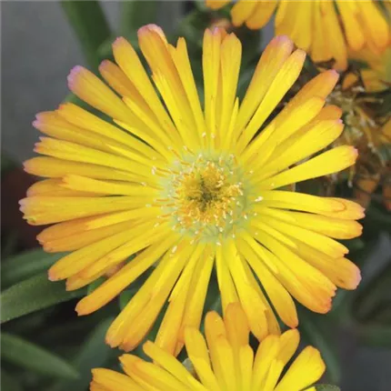 DEL Suntropics® Yellow 430725_bearbeitet_KATALOGBILD.jpg