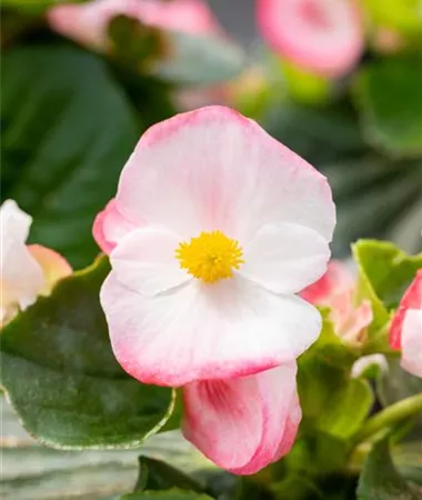 Begonia x hybrida