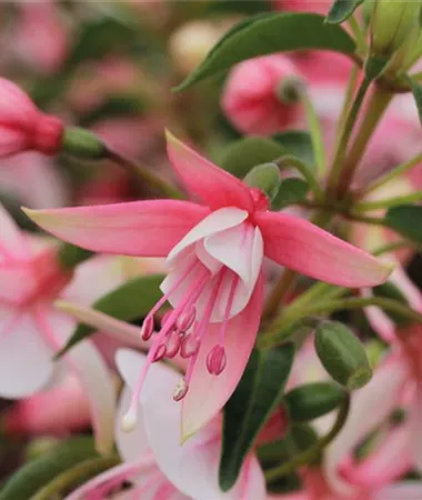 Fuchsia cultivars