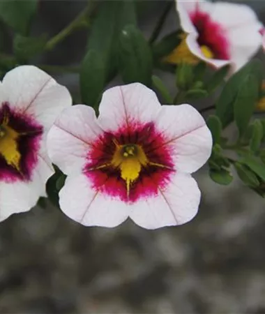 Calibrachoa cultivars