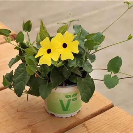 THU_Sunny Susy®_Yellow Dark Eye_84_480523_032A0165_KATALOGBILD.JPG