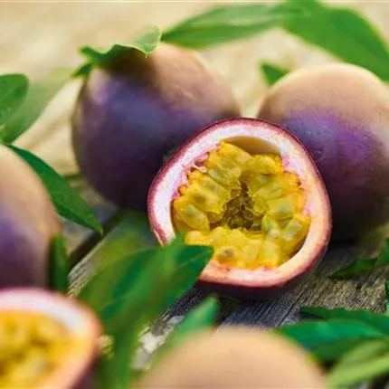 PAS_Suntropics_561460 (2).jpg