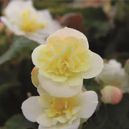 BEG Beluga Lime 408303 IMG_1502_.jpg