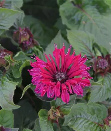 Monarda x didyma