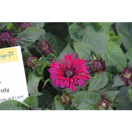 MON_Monarda_Burgundy_IMG_3623_457345_KATALOG.JPG