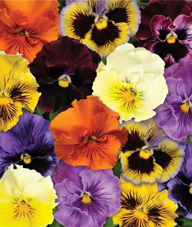 Viola x wittrockiana