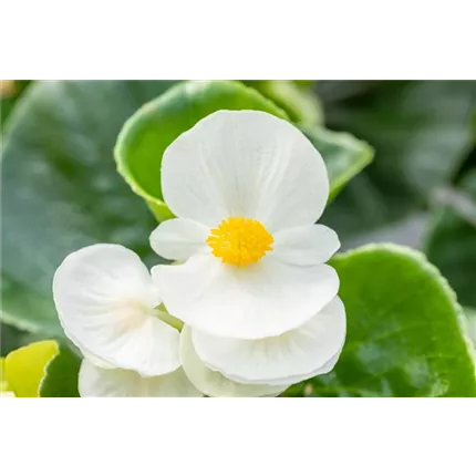 BEG_AtlasF1_White_406985_GSSL7818_KATALOG.jpg BEG_AtlasF1_White_406985_GSSL7818_KATALOG.jpg