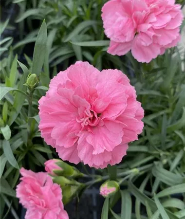 Dianthus caryophyllus