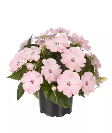 Impatiens x Neu-Guinea