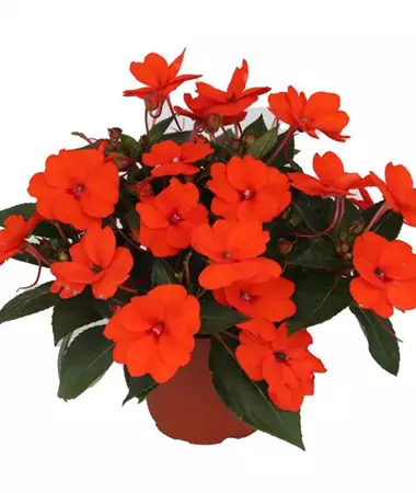 Impatiens x Neu-Guinea