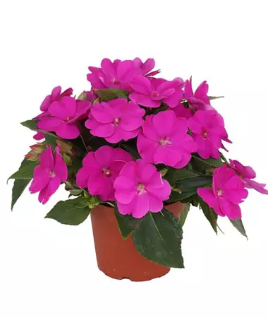 Impatiens x Neu-Guinea