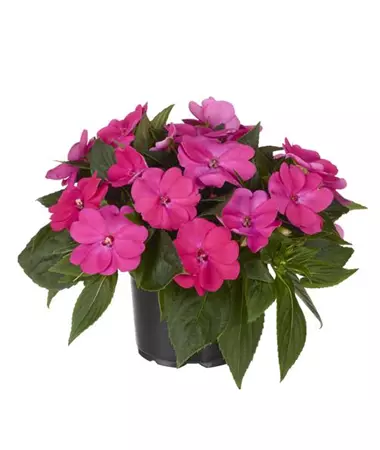 Impatiens x Neu-Guinea