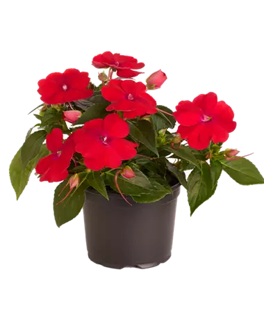 Impatiens x Neu-Guinea