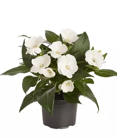 Impatiens x Neu-Guinea