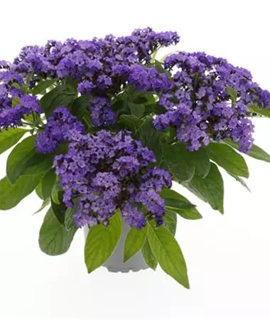 Heliotropium arborescens