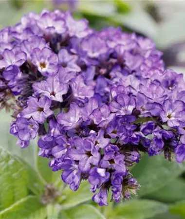 Heliotropium arborescens