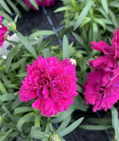Dianthus caryophyllus