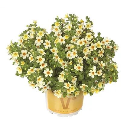 JAM Summer Dream Light Yellow 451920 Volmary_JAM_1043.jpg