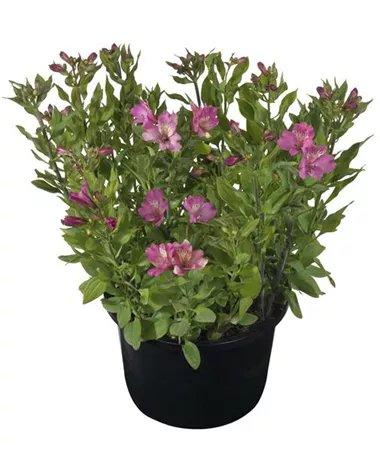 Alstroemeria x hybrida