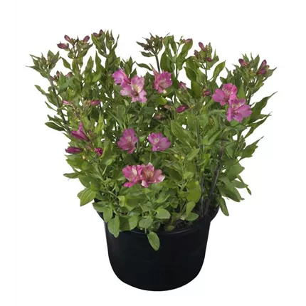 ALS_Summer Paradise®_Summer Saint_40_402073_HilverdaFlorist_Alstroemeria_Summer-Saint_KATALOGBILD.jpg