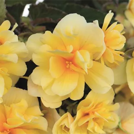 BEG Rosana Apricot Yellow 8312 408397_DSC1720.jpg