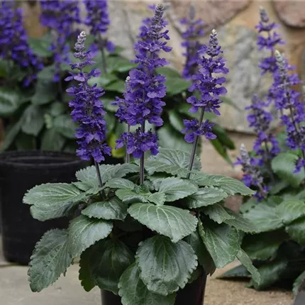 SAL_BigBlueF1_475505.jpg SAL_BigBlueF1_475505.jpg