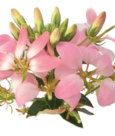Cleome hassleriana