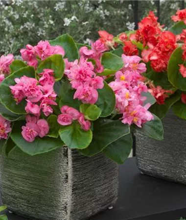 Begonia x semperflorens