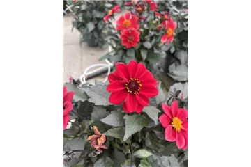 Dahlia x hortensis