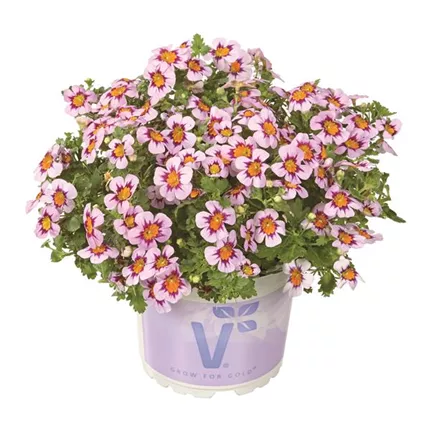 JAM Summer Dream Lavender Eye 451930 Volmary_JAM_1045.jpg