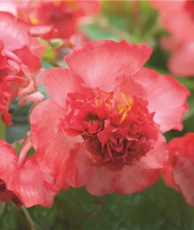 Begonia x semperflorens