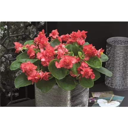 BEG_Florenzo F1_Red_407955_FBG-202-03.jpg