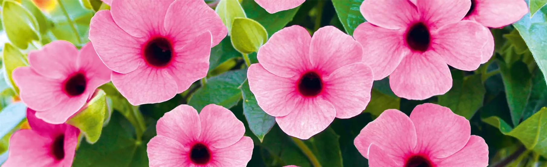 Thunbergia_Sunny-Susy.png Thunbergia_Sunny-Susy.png