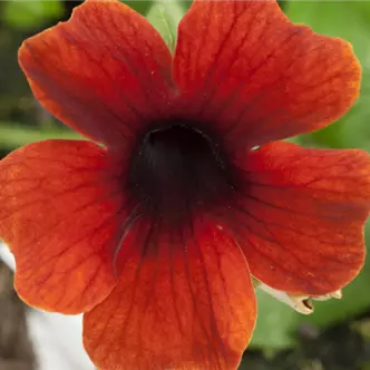 Sunny Susy<sup>®</sup> Brownie