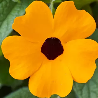 Sunny Susy<sup>®</sup> Orange Eye