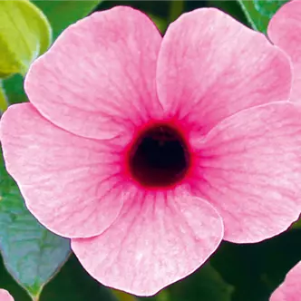 Sunny Susy<sup>®</sup> Rose Sensation