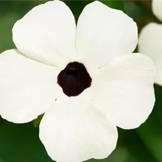Sunny Susy<sup>®</sup> White Halo