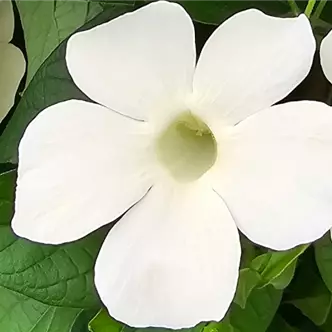 Sunny Susy<sup>®</sup> White Wedding