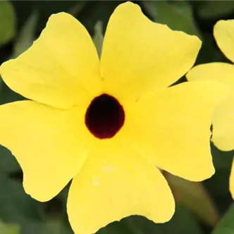 Sunny Susy<sup>®</sup> Yellow Dark Eye