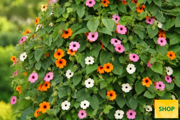 Thunbergia_Volmary (1).png Thunbergia_Volmary (1).png