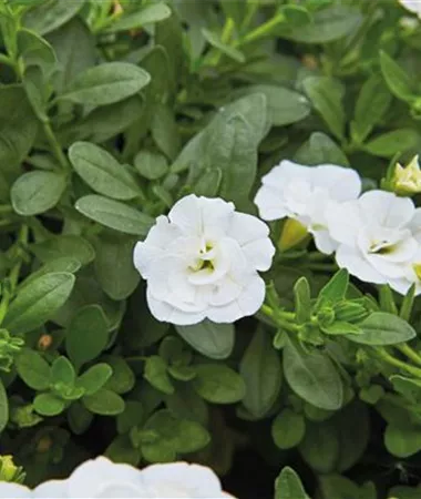 Calibrachoa cultivars